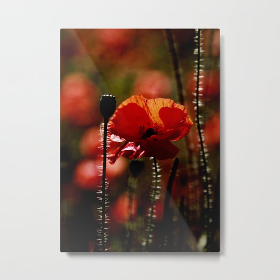 Poppy Metal Print