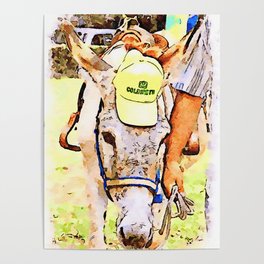 Donkey with hat Poster