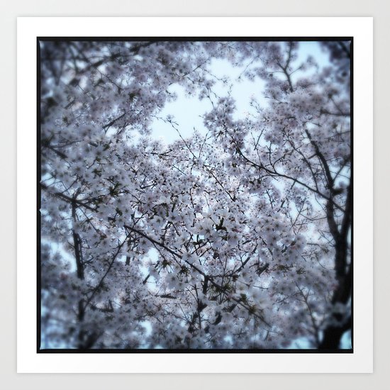 Cherry Blossoms in Spring Art Print