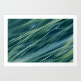Kentucky Blue grass Art Print