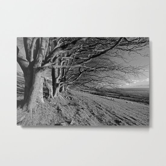 Beech Trees Metal Print