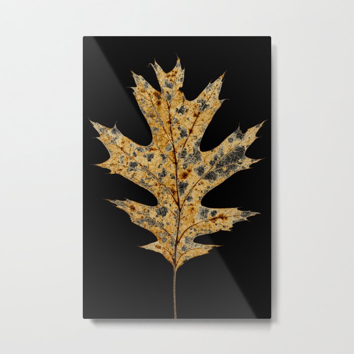 American Oak Metal Print