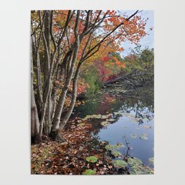 Autumn Woods Poster