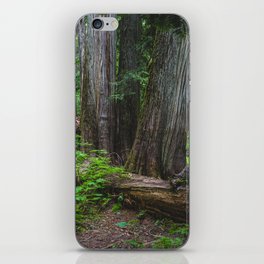 A Cedar Forest Dream iPhone Skin