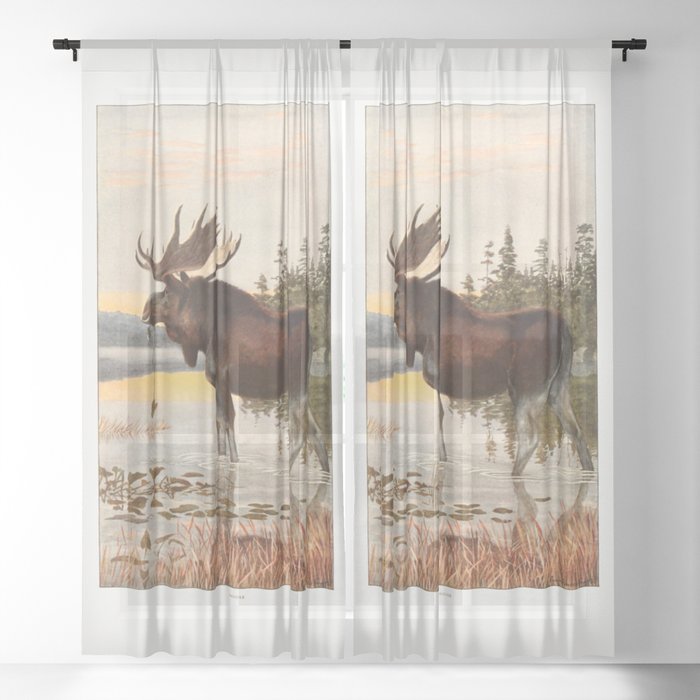 Sheer Curtain