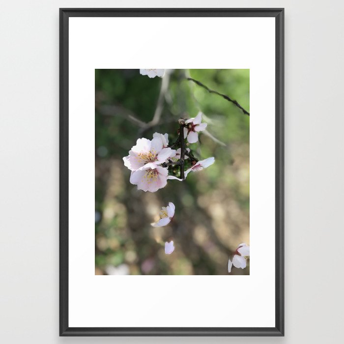 Cherry blossom  Framed Art Print