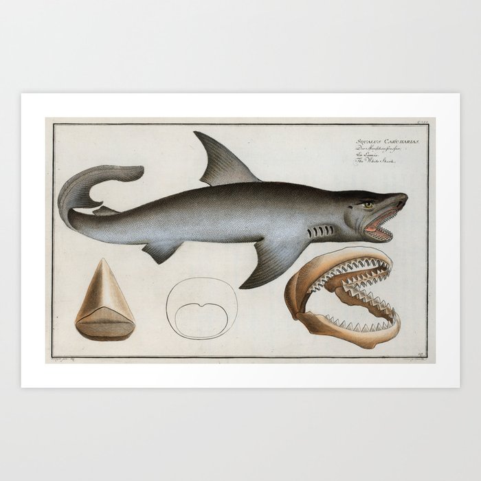 Vintage Illustration of a Great White Shark (1785) Art Print
