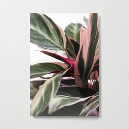 Stromanthe III  |  The Houseplant Collection Metal Print | Variegated, Prayerplant, Stromanthe, Junglevibes, Minimalist, Nature, Photo, Plantnerd, Botanical, Plants 