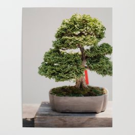 Zen Bonsai Tree Poster