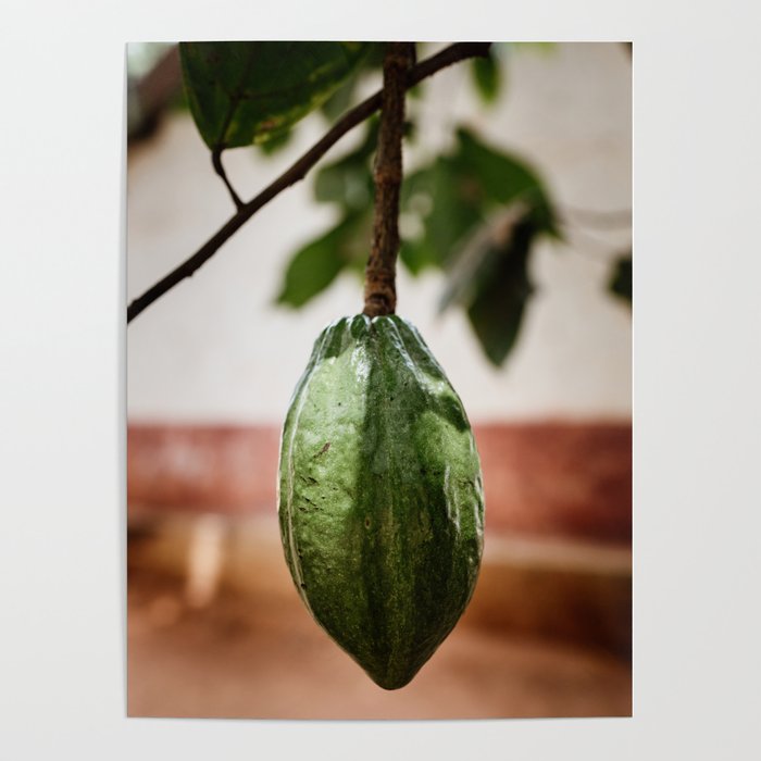 Cacao pod hanging down the tree/ Art Print home decoration Poster