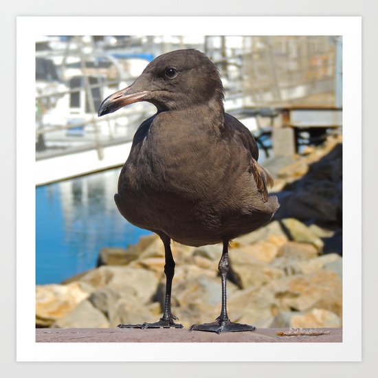 Portrait of a Grumpy Gull Art Print