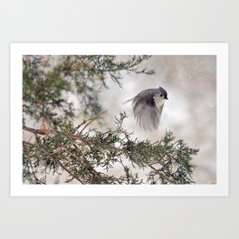 Tufted Titmouse Art Prints Society6