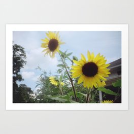 Sunflowers Art Print