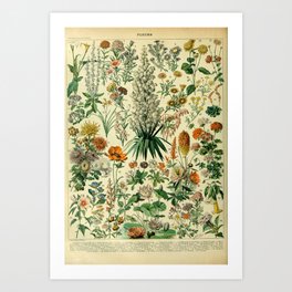 Fleurs - Adolphe Millot  Art Print