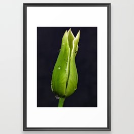 Green Tulip on Black Background Framed Art Print