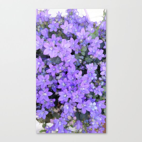 Campanula Canvas Print