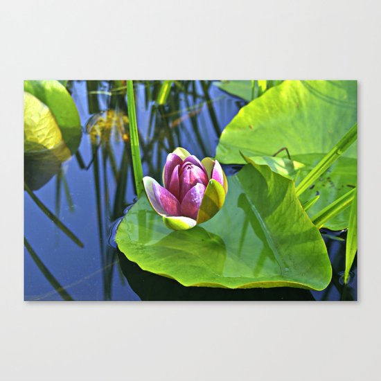 Summery Ode to the WATER LILY Canvas Print