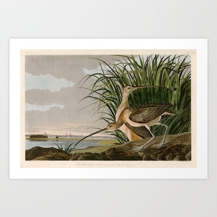 Long-billed Curlew John James Audubon Birds of America Art Print