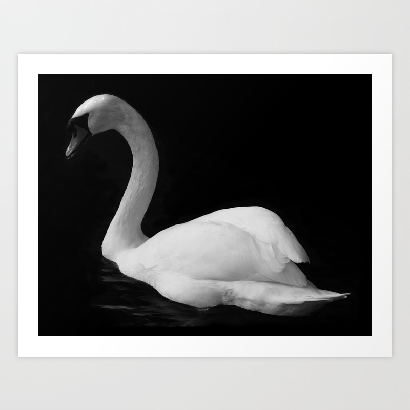 mus eller rotte Summen Spændende White Swan on Black Water Photography Art by Tasha Johnson Art Print by  Tasha Johnson | Society6