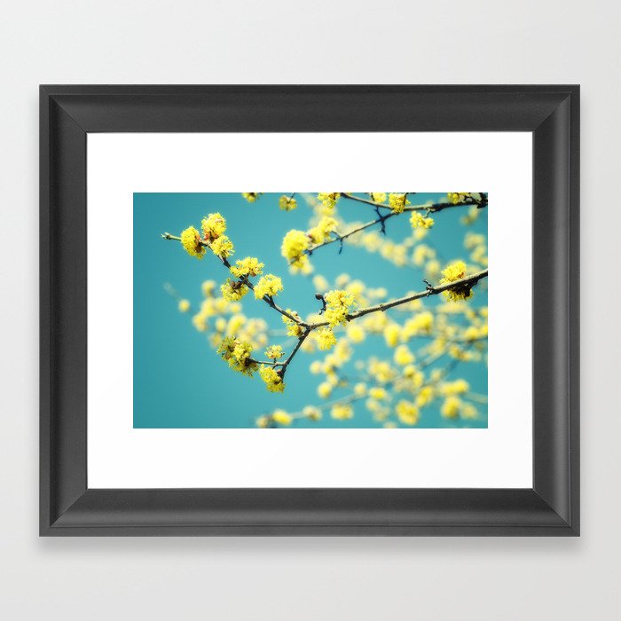 Yellow Spring blossoms Framed Art Print