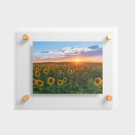 Sunset over sunflowers	 Floating Acrylic Print