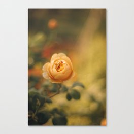 Golden yellow rose | Flower photography | Floral photography Canvas Print