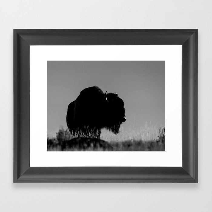 Bison Looking Over the Prairie in Black and White Framed Art Print