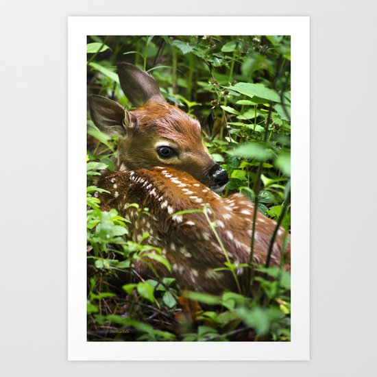 Fawn Art Print