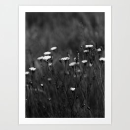Black and White Wildflowers Nature Photography Art Print