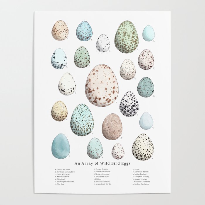 An Array of Wild Bird Eggs Poster