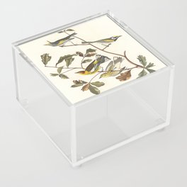 Golden-winged Warbler and Cape May Warbler from Birds of America (1827) by John James Audubon Acrylic Box