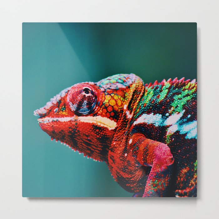 South Africa Photography - Colorful Chameleon Metal Print