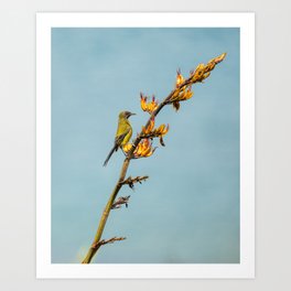 Bellbird on a flax branch Art Print