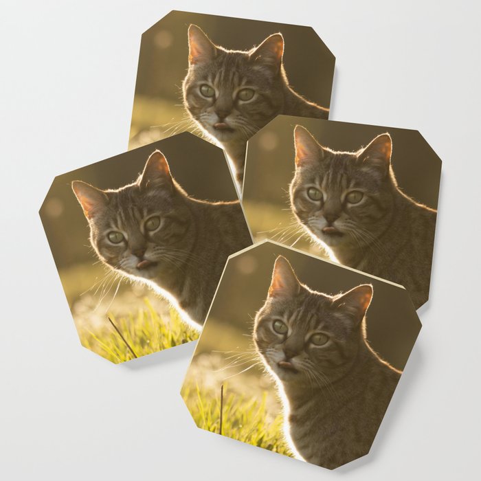 Tabby cat Coaster