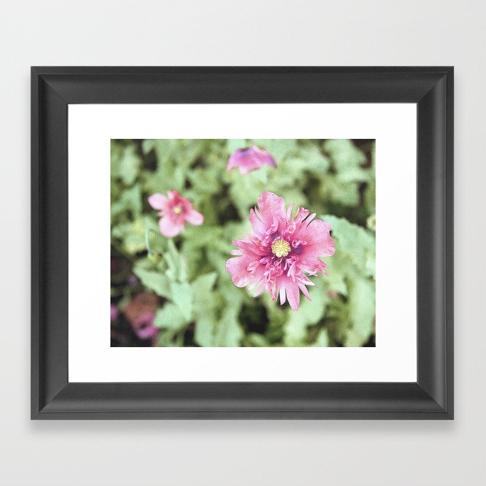 Pink and Green Opium Poppy Framed Art Print