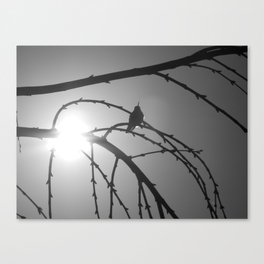Hummingbird of the light Canvas Print