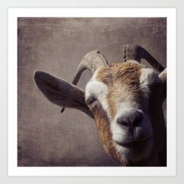 Well hello there - goat portrait Art Print