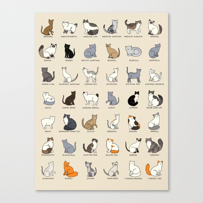 Cat Breeds Canvas Print