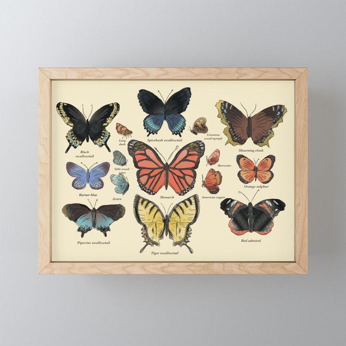Butterflies of North America Framed Mini Art Print