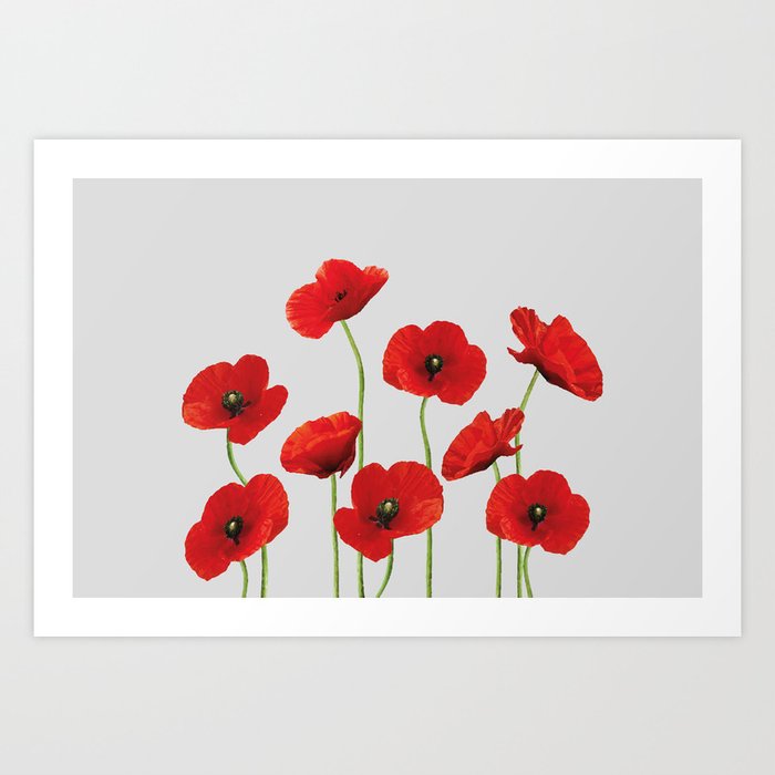 poppies Flowers red grey background Art Print