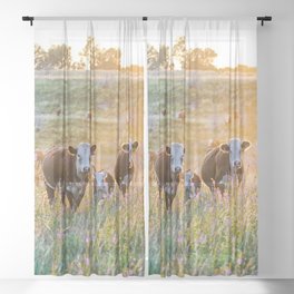 Nebraska Hereford Cattle Sunset Sheer Curtain