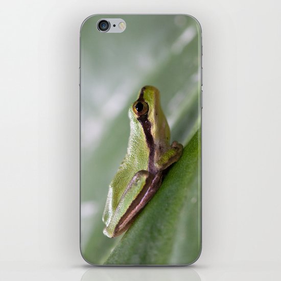 Mediterranean Tree Frog 1095 iPhone Skin