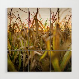 Argentina Photography - Big Corn Field Under The Sunset Wood Wall Art