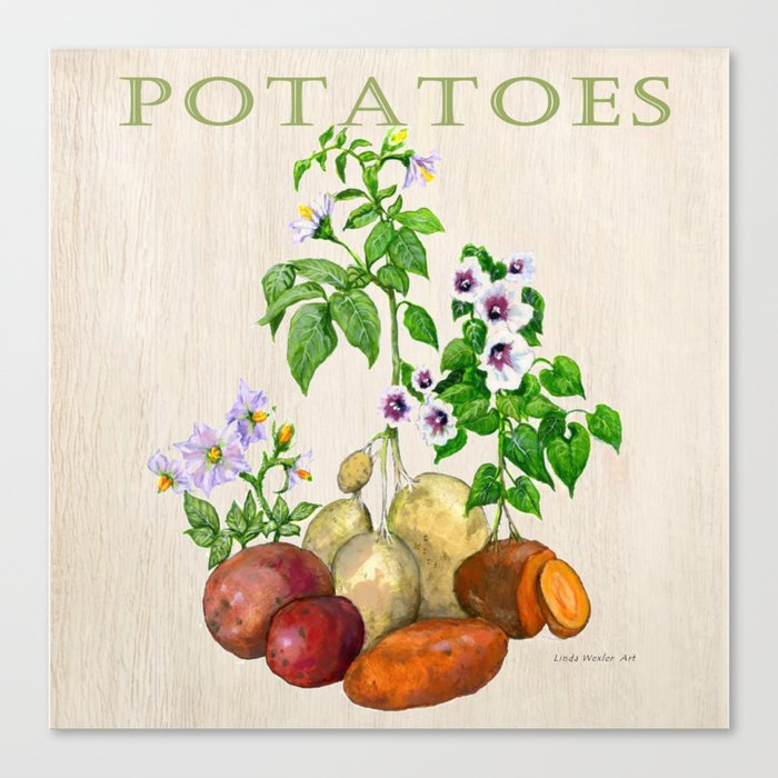 Potatoes and their Blossoms Canvas Print by LindaWexlerArt Society6