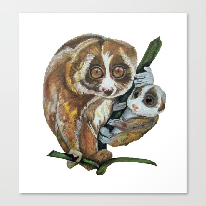 Slow Loris with Baby Canvas Print