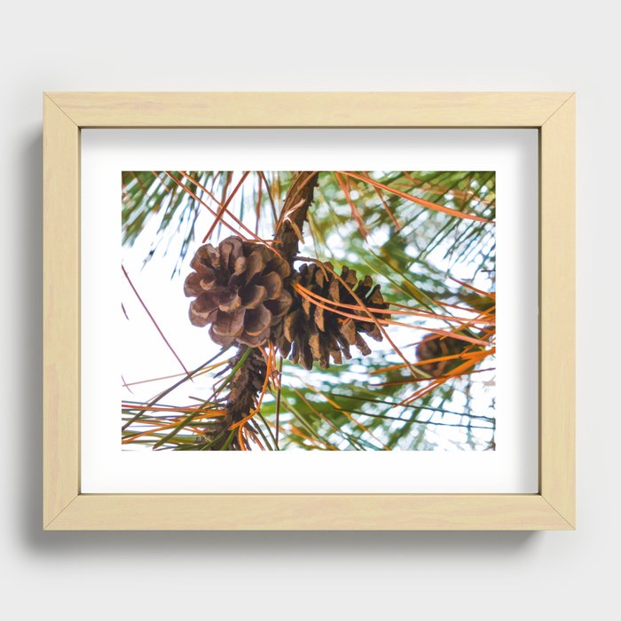 Pine Cone on a Pine Tree Recessed Framed Print