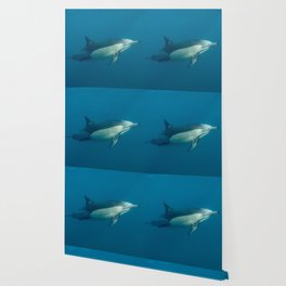 Zen Common Dolphin (Delphinus delphis) Wallpaper