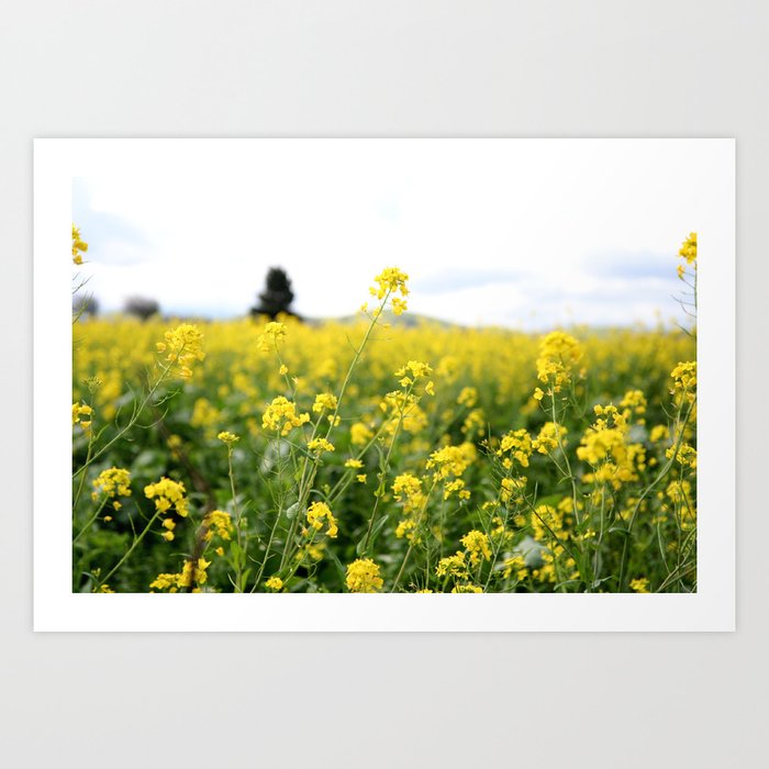 Mustard Field Art Print