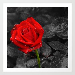 Water rose Art Print | Water, Amour, Cupido, Amor, Love, Raindrops, Red, Lieben, Romantic, Liefede 