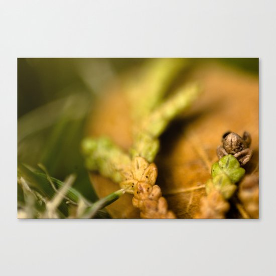 Tri Colored Pine Remains Canvas Print